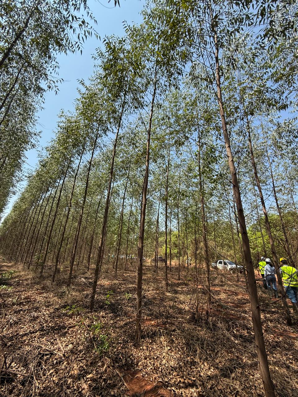 Campo de cana-de-açúcar